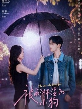 被雨淋湿的小狗海报